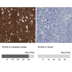 Versican Antibody, Novus Biologicals 0.1mL; Unlabeled:Antibodies, Polyclonal